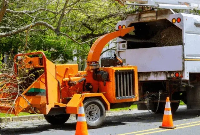 tree removal Oak Park ca