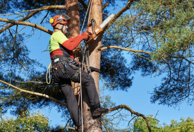 tree pruning ventura