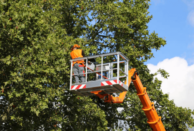 tree pruning Oak Park ca