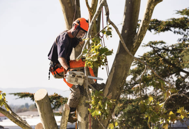 tree removal ventura